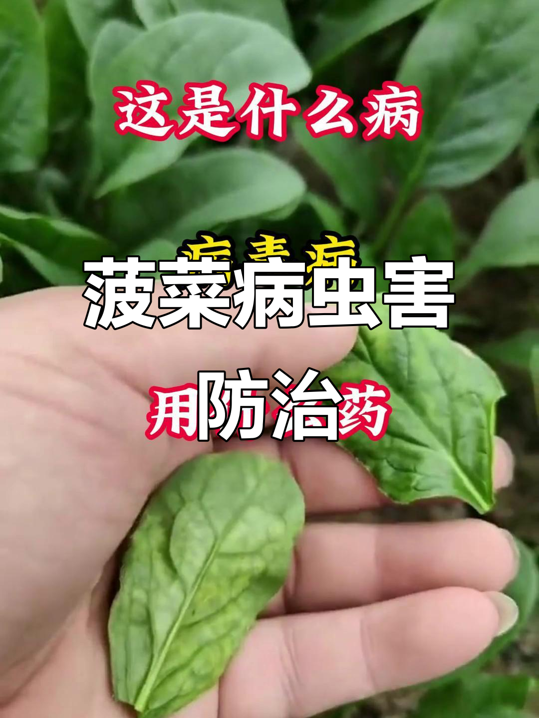 菠菜常见病害及治疗方案，轻松应对病毒、霜霉和炭疽病