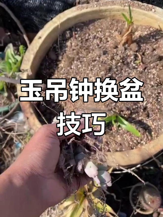 给玉吊钟换盆,修剪老根促新生长