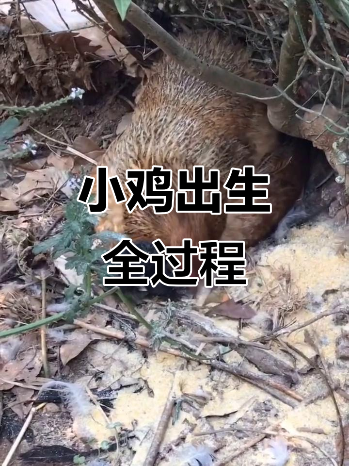 母鸡孵蛋21天,小鸡终于破壳而出,生命奇迹的瞬间