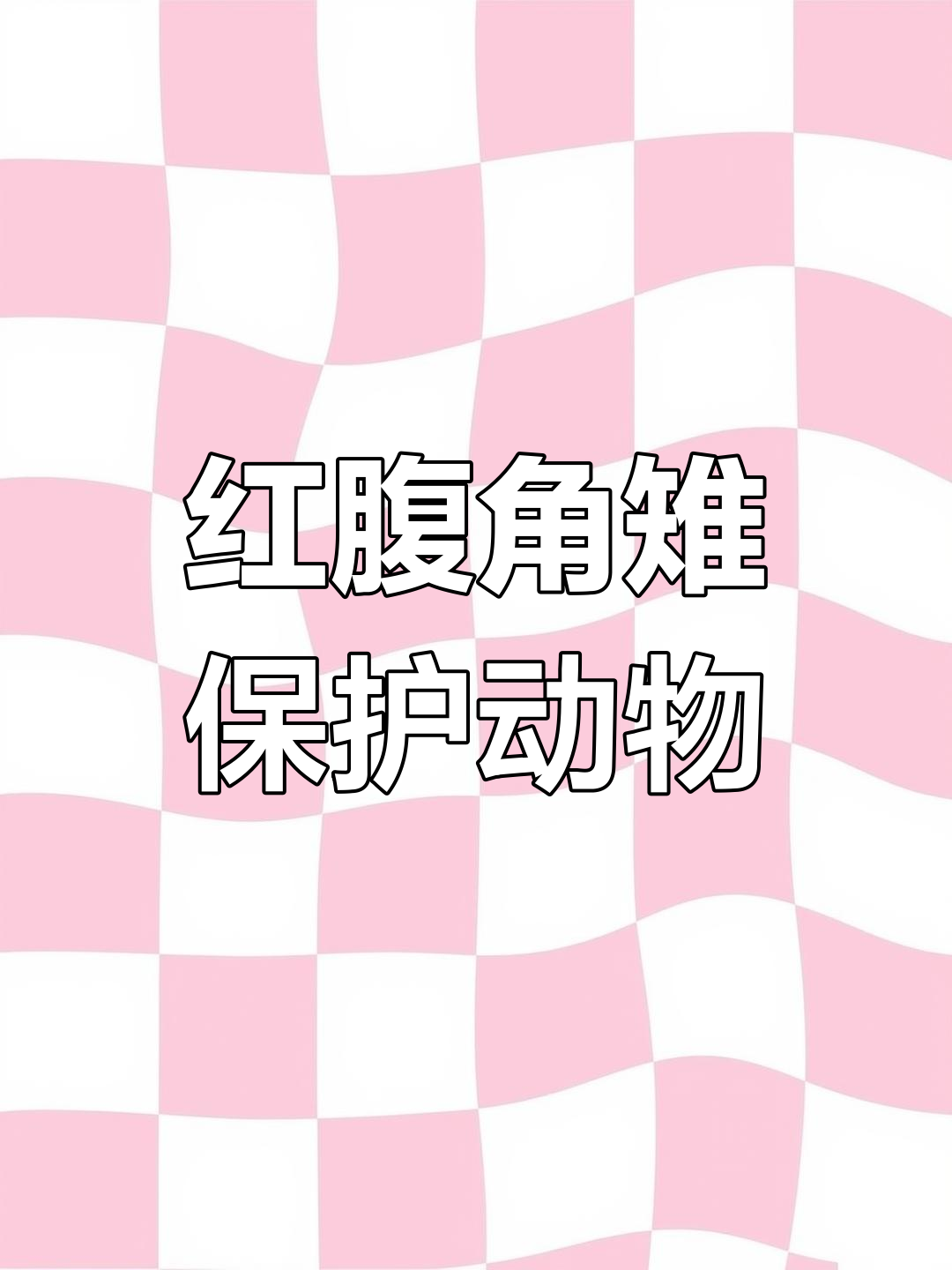 唐家河保护区红腹角雉拍摄