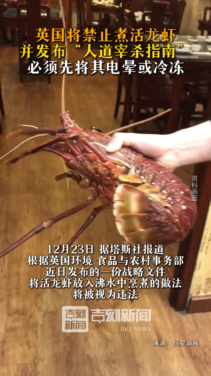英国将禁止煮活龙虾,并发布“人道宰杀指南”