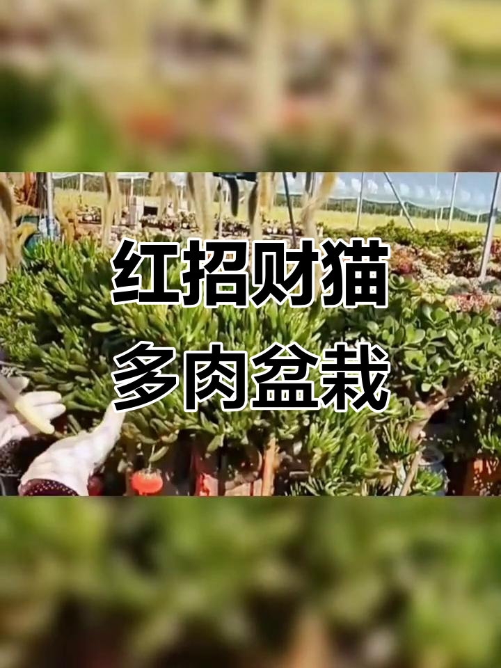招财猫多肉植物,红色小老桩玉树盆景花卉养护技巧