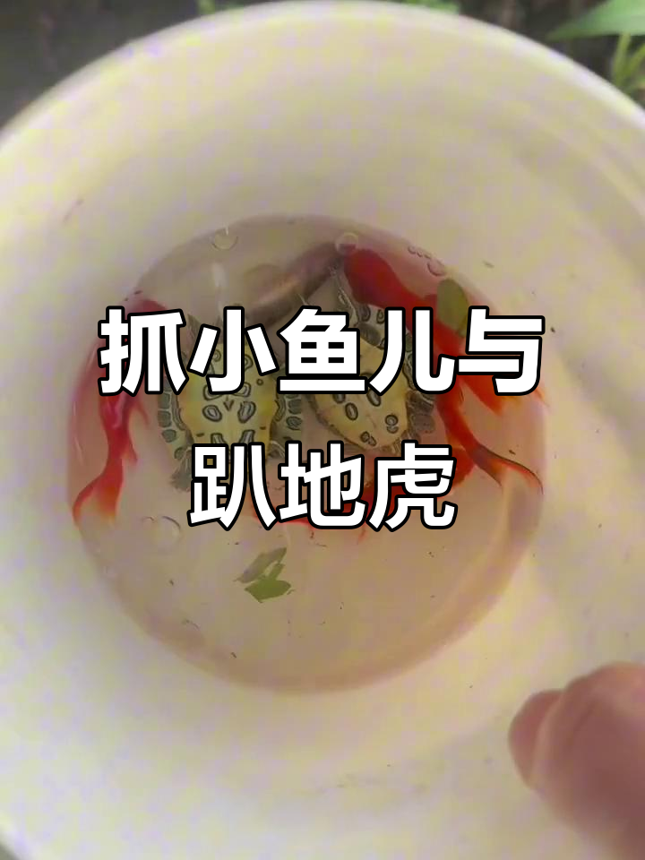 河边抓鱼大作战,意外发现珍贵小红鱼和趴地虎