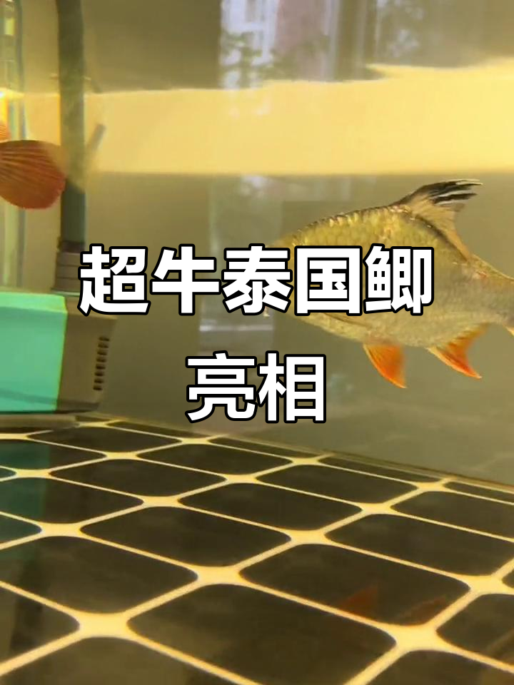 泰国鲫被棒槌轮后,须子完美对称,罕见个体惊艳登场