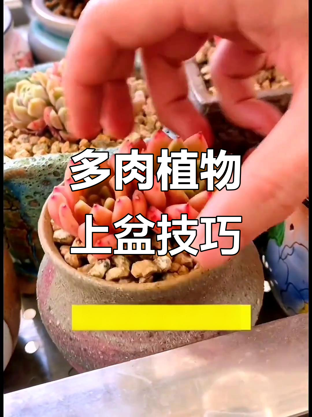 新买多肉如何快速服盆?掌握这五个要点轻松搞定