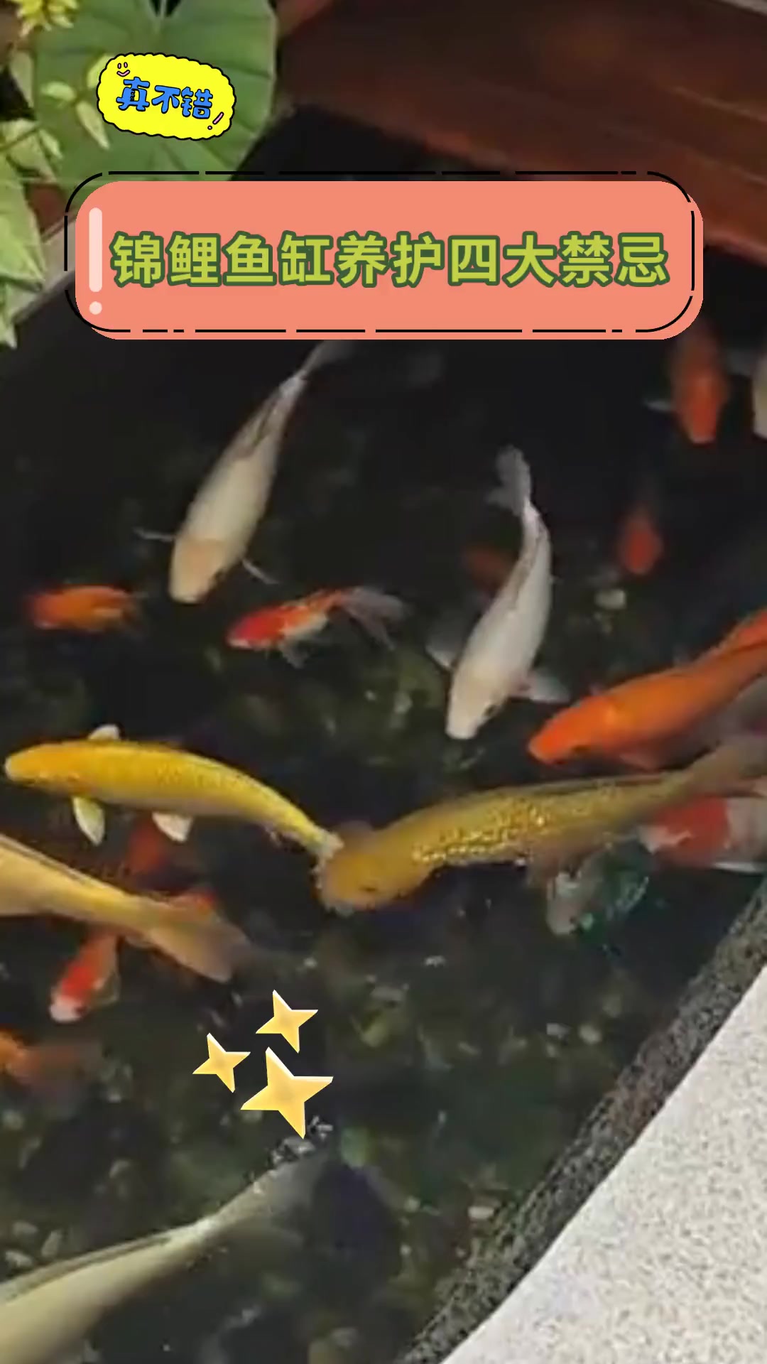 锦鲤鱼缸养护四大禁忌