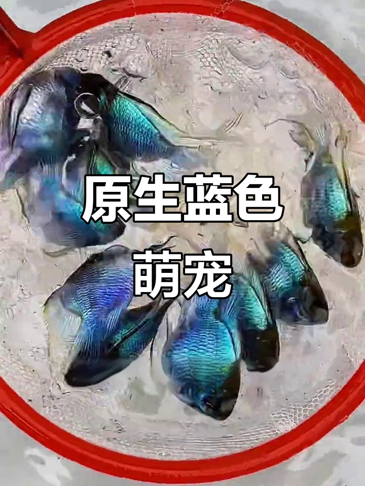 兰博纸原生深蓝萌鱼,超呆萌!