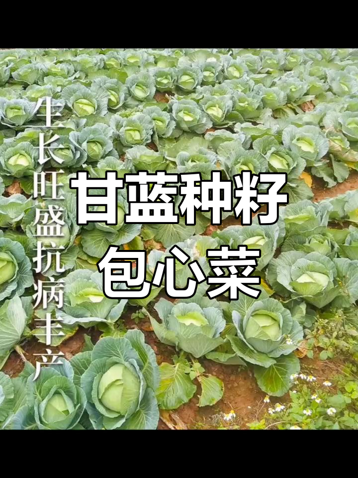 京丰一号甘蓝种子,春季秋季蔬菜种植必备