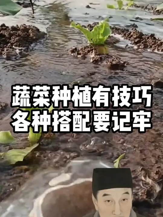 蔬菜种植有技巧,各类搭配组合一定要记牢!