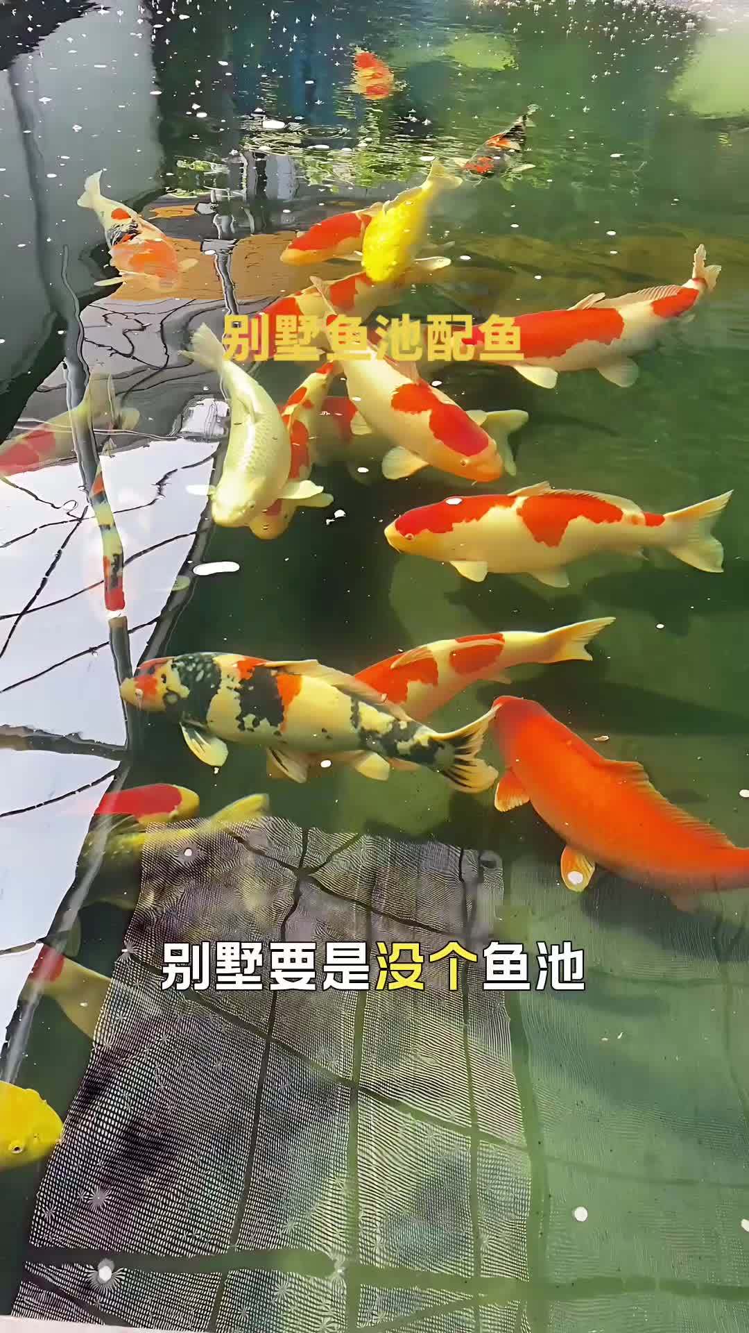 纯种锦鲤别墅鱼池搭配