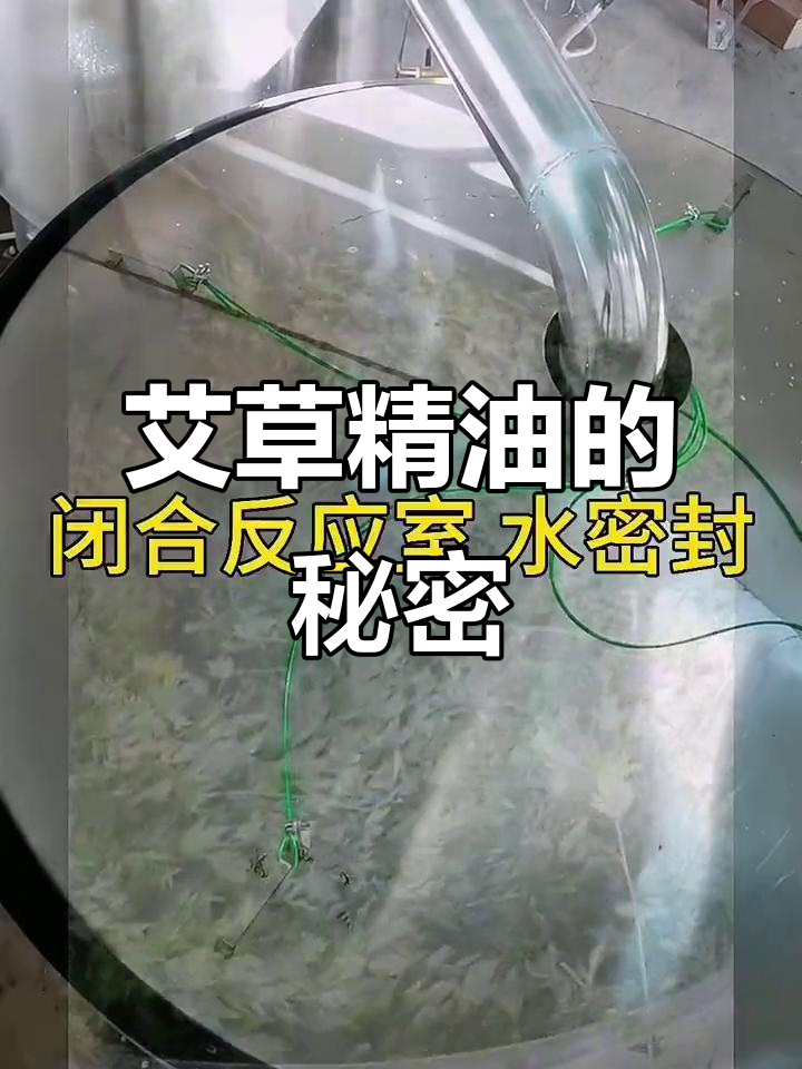 艾草精油提取,传统蒸馏法大揭秘!