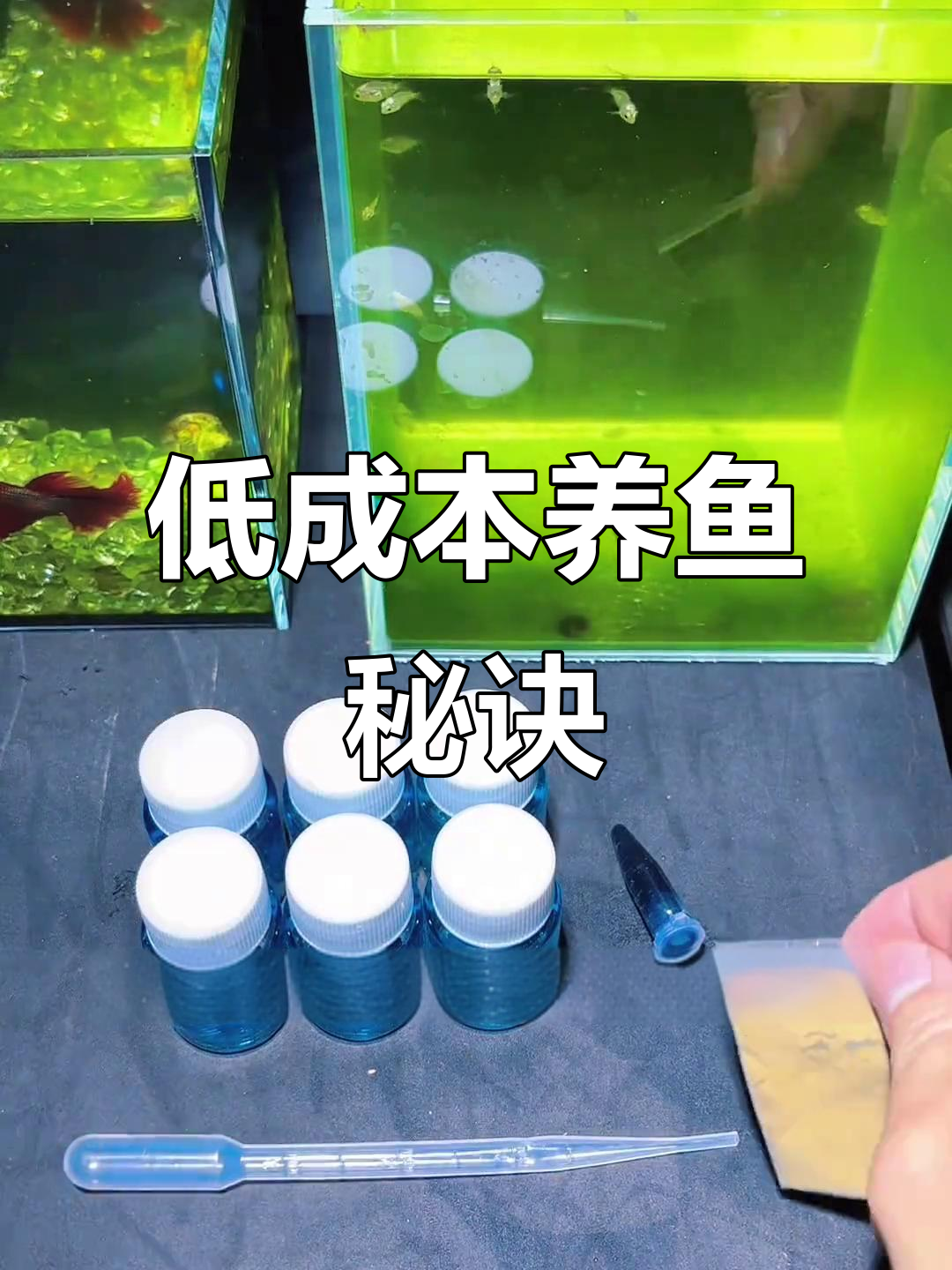 只需十几块,轻松孵化几百条小鱼苗