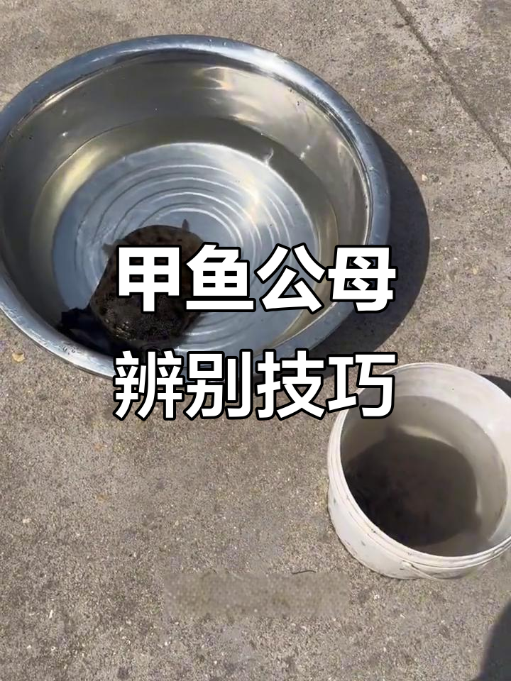 如何分辨甲鱼的公母？尾巴和体型有玄机
