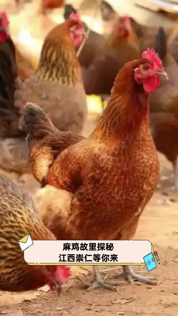 麻鸡故里探秘,江西崇仁等你来