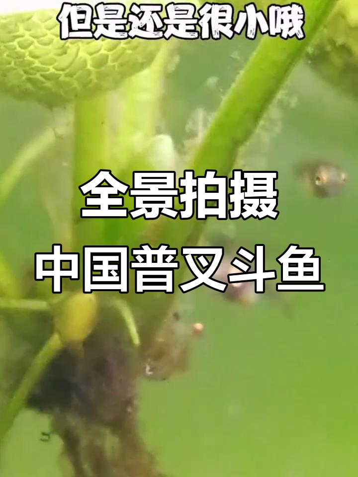 拍摄全景中国普叉斗鱼,带你了解这种神奇鱼类