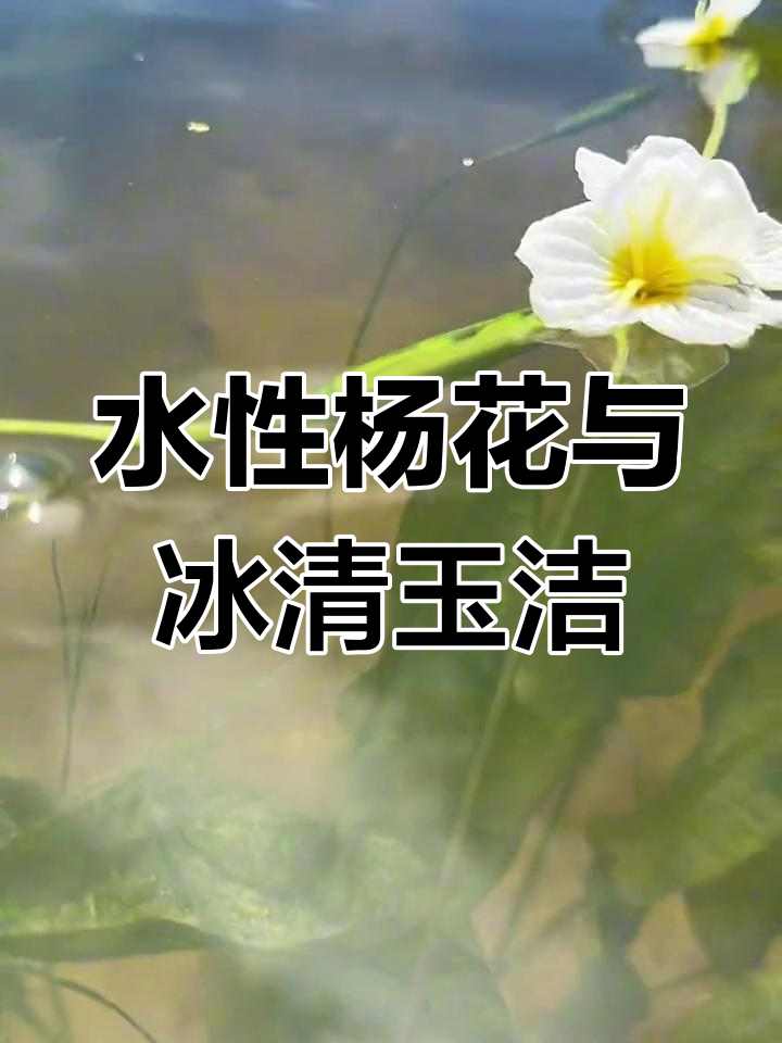 海菜花:水性杨花的另一种称呼