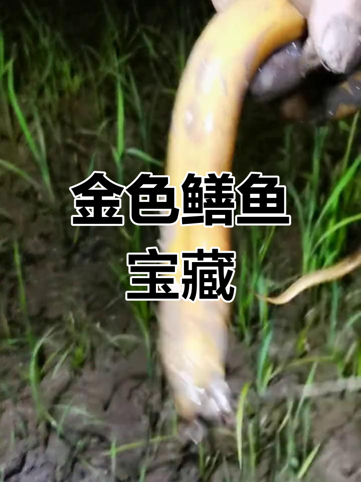 发现黄金鳝鱼,短短200米高田埂尽是金黄大货!