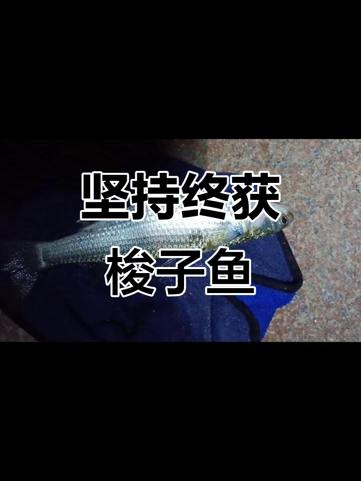 坚持夜钓,终于捕获梭子鱼!虽然不大但劲头十足