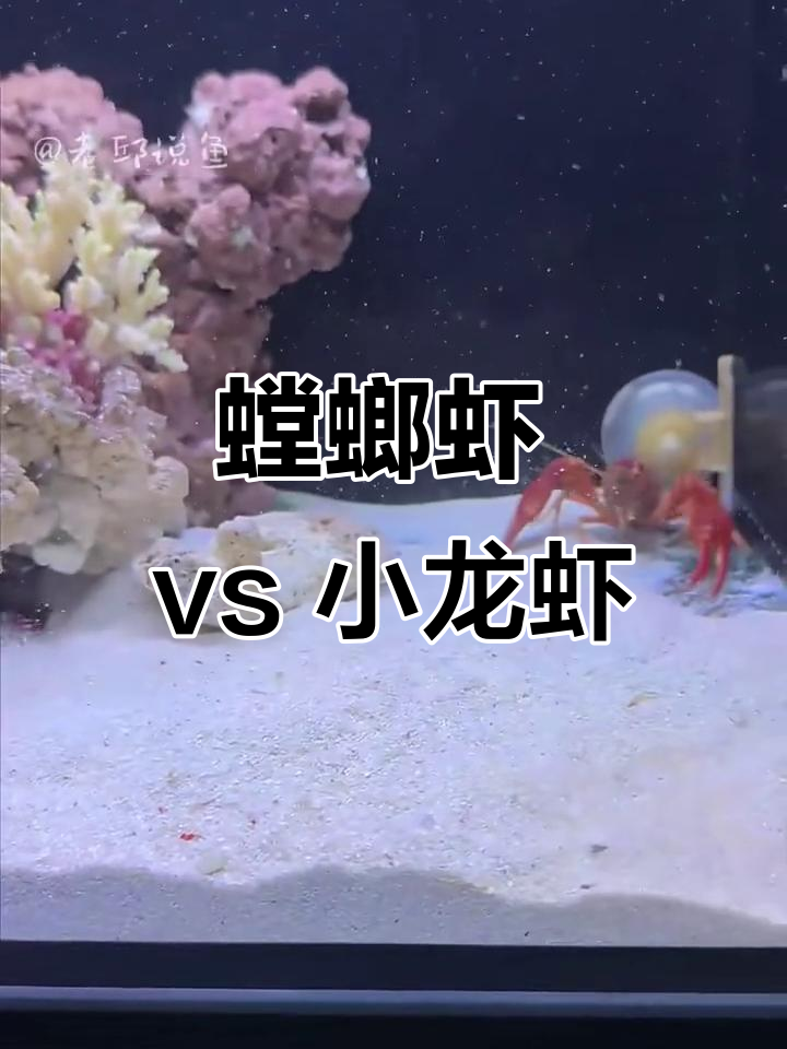 螳螂虾挑战凶猛小龙虾,谁能获胜?
