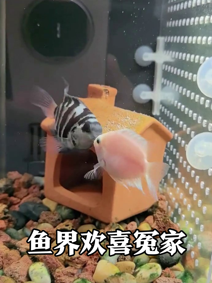 鱼缸“爱情公寓”：黑白鱼和粉鱼天天互怼，网友：太真实了！