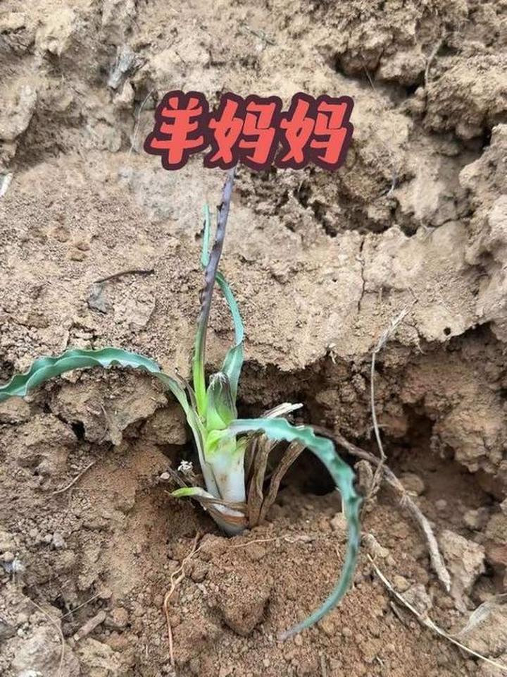 挖野菜碰到“羊妈妈”，你们那儿叫啥名？
