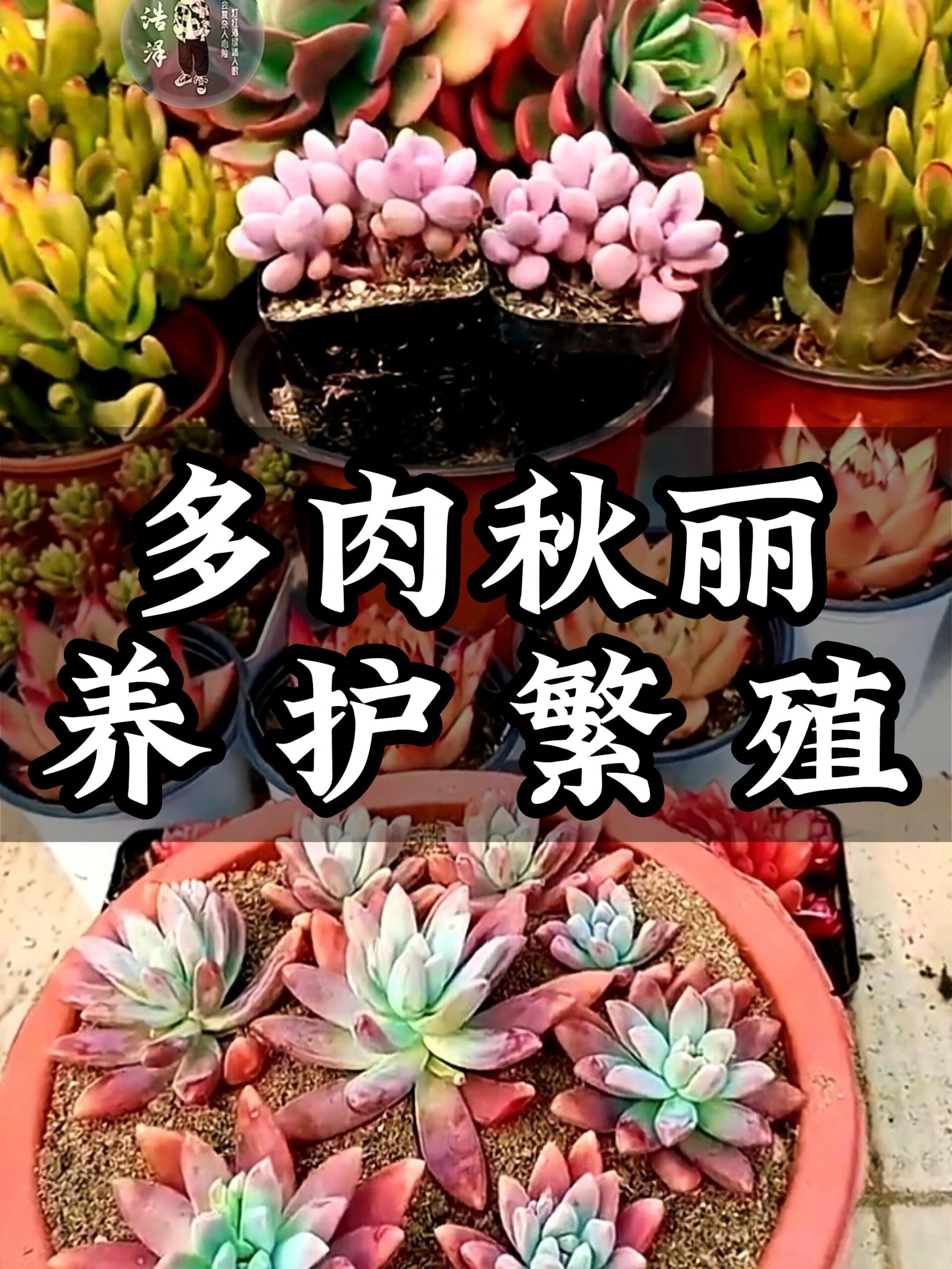 多肉秋丽养护方法