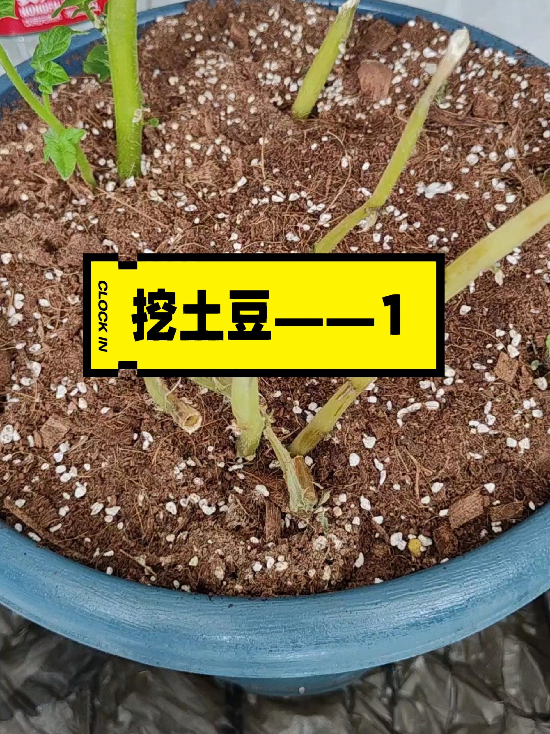 绿植成长日记Day5|土豆篇