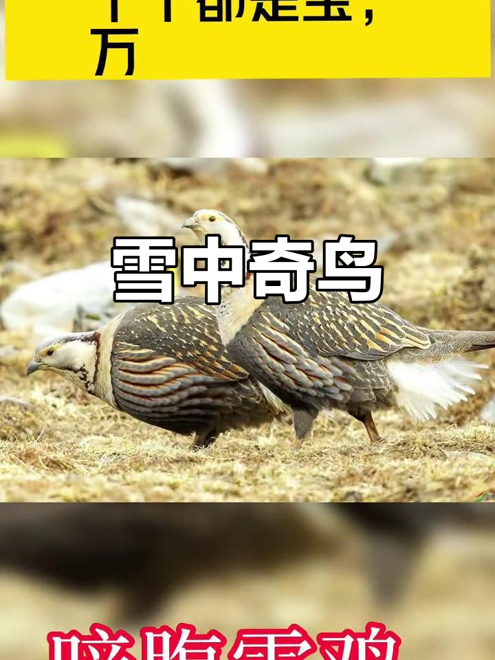新疆雪鸡，速度快如飞，万米雪山难捉，堪称保护动物传奇