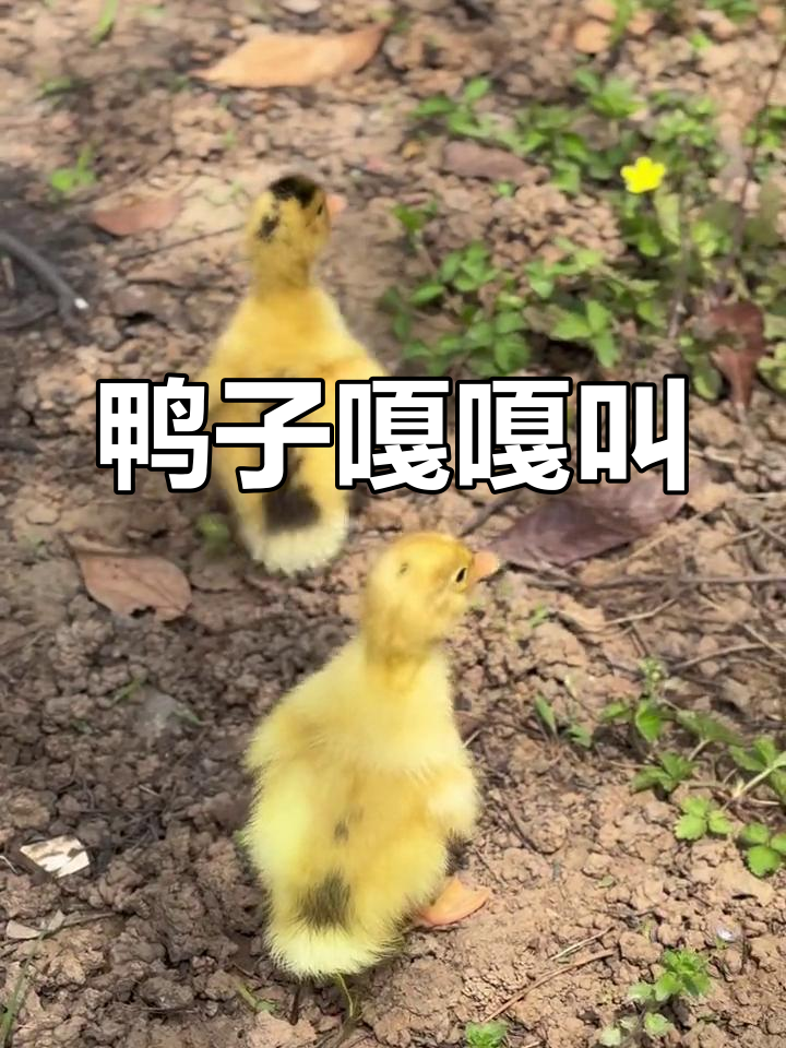 小黄鸭的欢快叫声