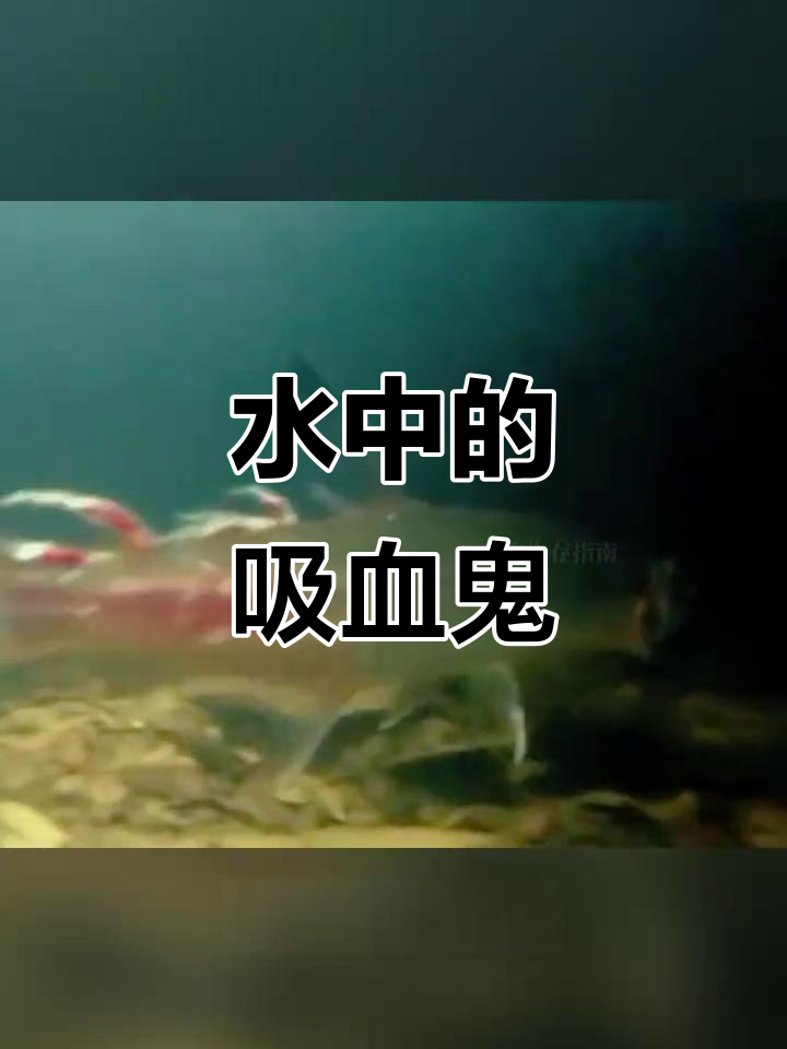 牙签鱼:水中吸血鬼,连厕所都不敢随便进