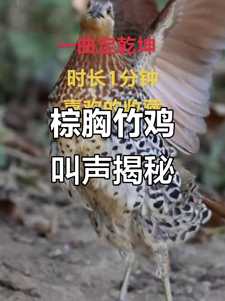 棕胸竹鸡与麻鸡的独特叫声，探秘国家保护动物的声音魅力