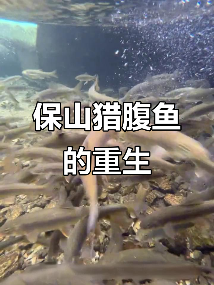 保山裂腹鱼:珍稀濒危的淡水宝藏,龙王潭守护者