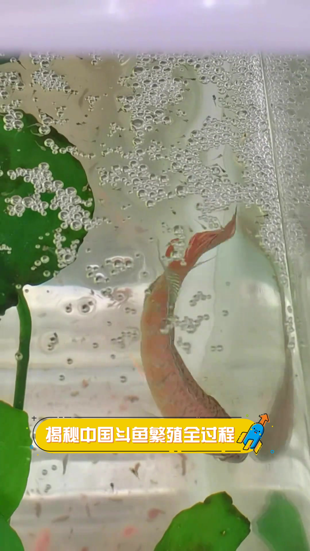 揭秘中国斗鱼繁殖全过程