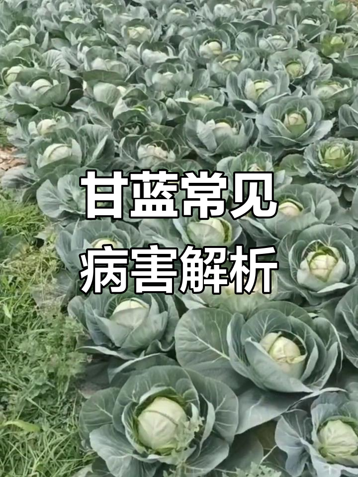 甘蓝病害大揭秘:菌核病与黑腐病的区别