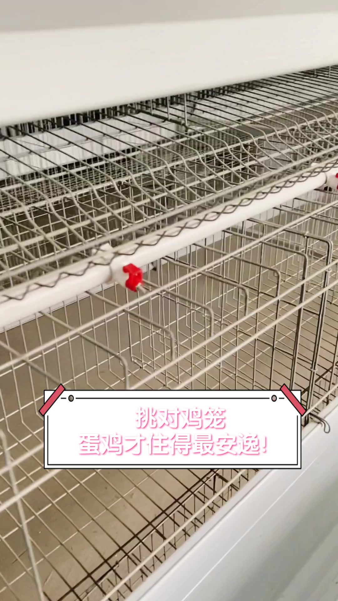 挑对鸡笼,蛋鸡才住得最安逸!