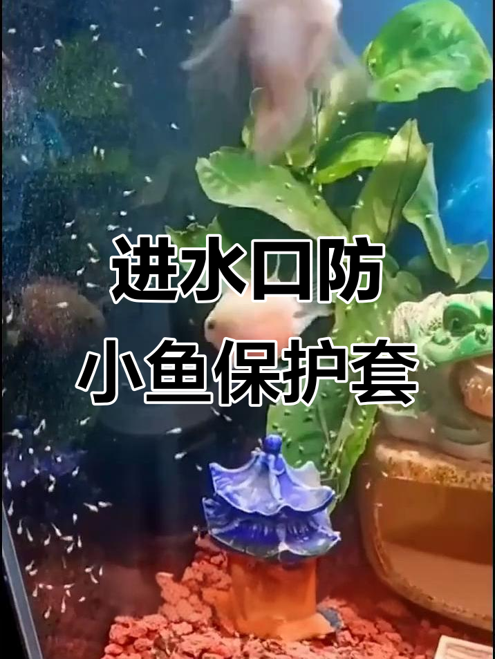 小鱼苗被过滤器吸走?试试这个进水口保护套