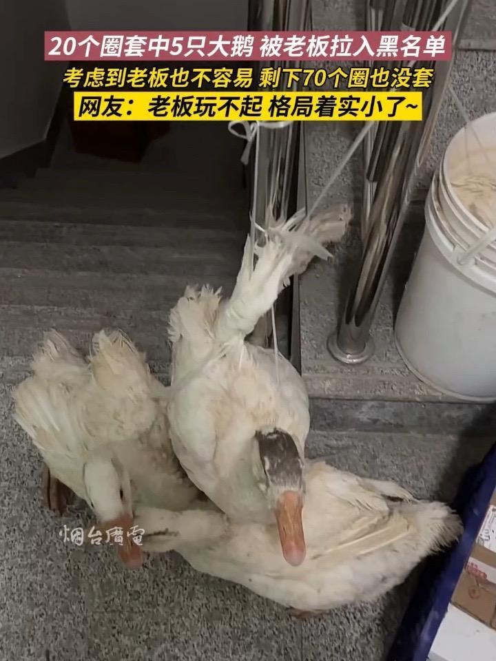 12月3日(采访时间),山东烟台。莱阳山会套大鹅,直接给老板上了一课!20个圈哐哐套中5只