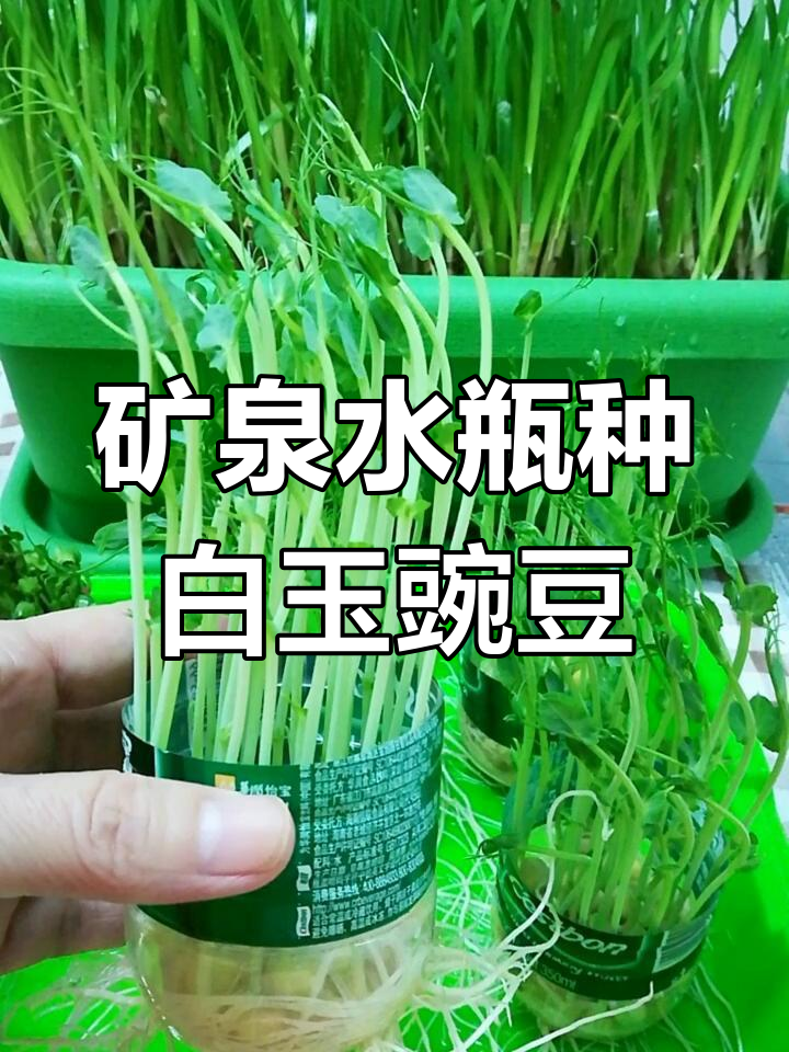 用矿泉水瓶种白玉豌豆,简单步骤教你快速收获芽苗菜