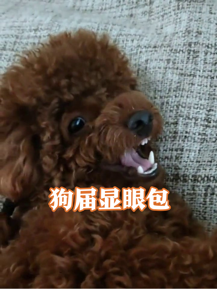 泰迪被戳脸秒变表情包!龇牙吐舌萌翻了