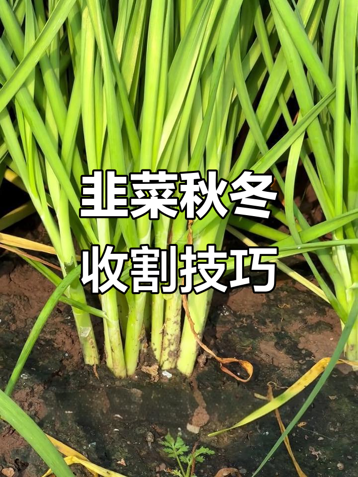 北方韭菜收割时机,寒露后停止割叶保根越冬