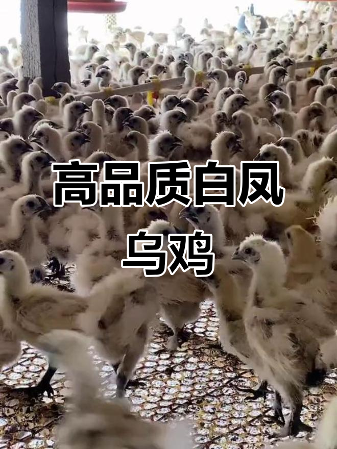 白凤乌鸡苗,营养丰富,年产260枚绿壳蛋