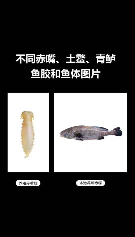 不同赤嘴及土鳘青鲈鱼种图片