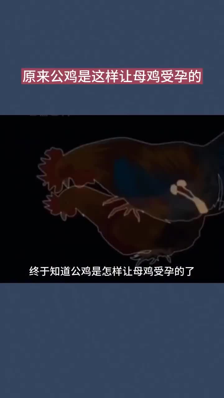 原来公鸡让母鸡受孕是这样的!