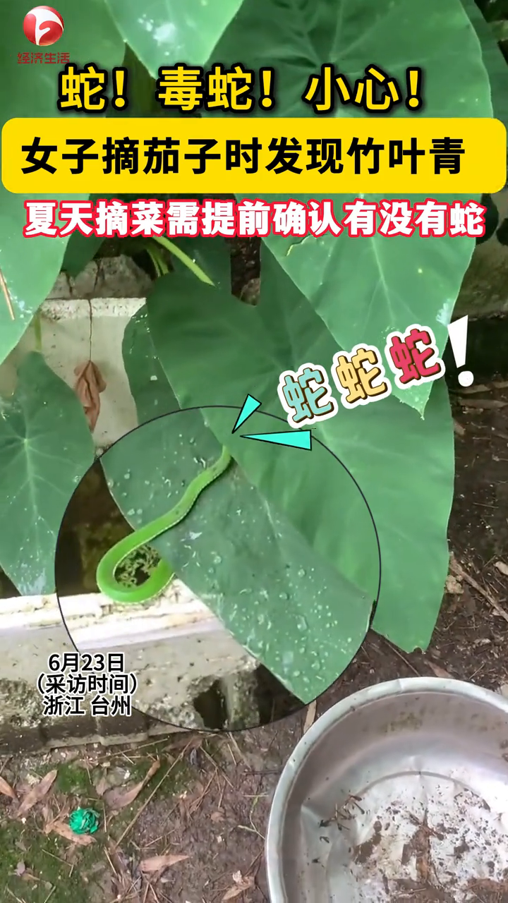 小心!女子摘茄子时发现竹叶青