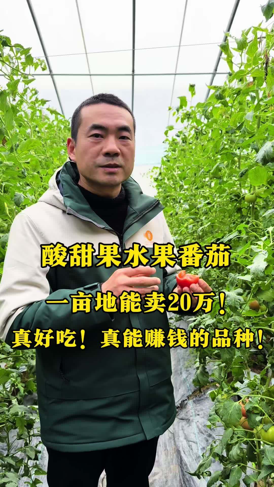 豫艺酸甜果,一亩地能卖 20 万!真好吃,能创造效益的好品种 西红柿 新鲜采摘 大棚种植