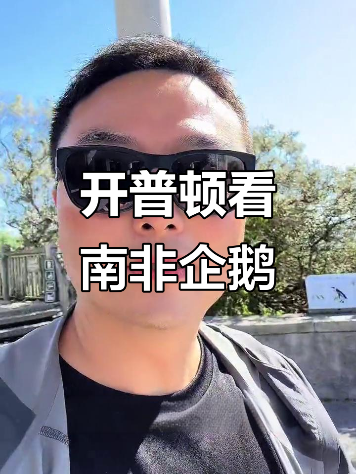 南非开普敦看企鹅,西蒙小镇海滩打卡!