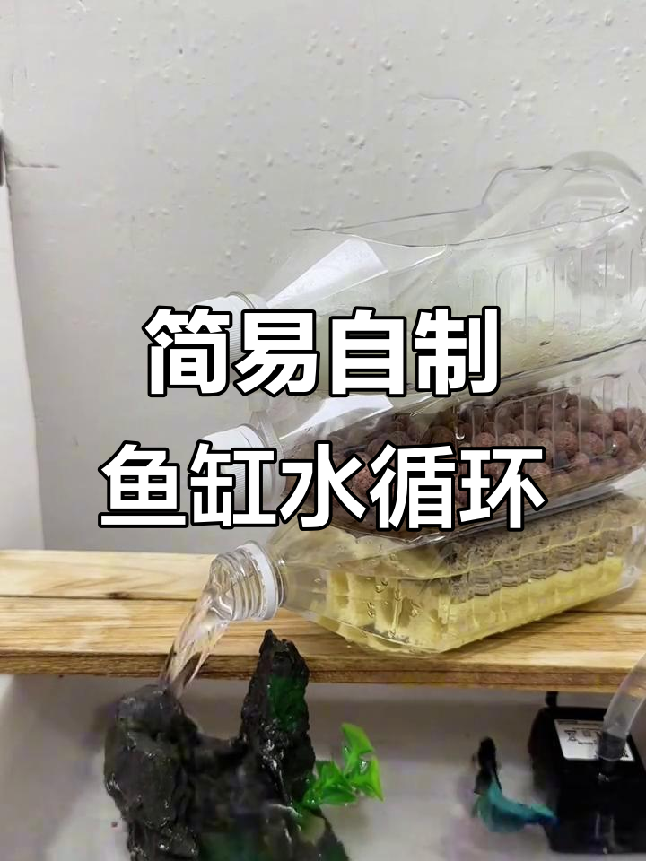 自制水循环系统，打造健康鱼缸环境