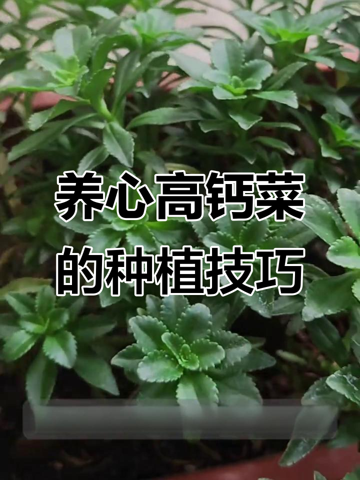 高钙菜，养心又补钙，凉拌热炒都能行