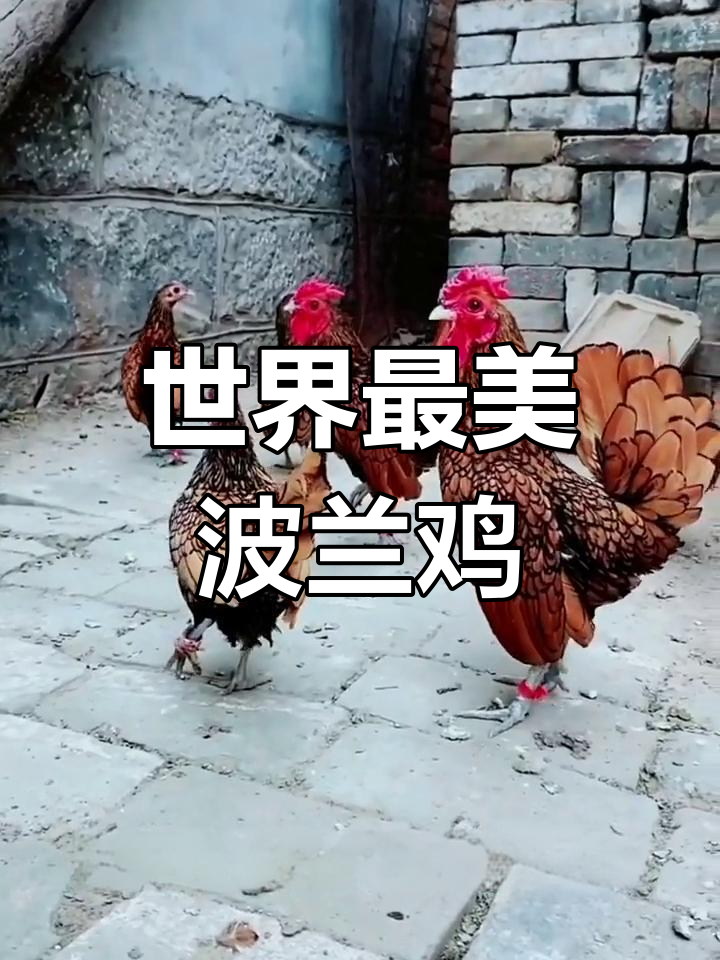 波兰鸡:美丽凤头,温顺易养