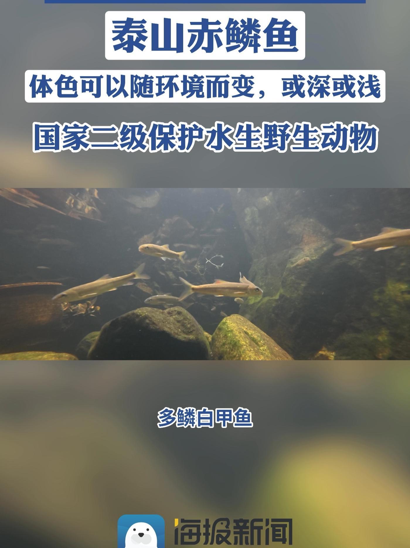 泰山赤鳞鱼,生活在泰山上的鱼,是中国五大贡鱼之一,它体色还会随环境而变,非常神奇。#科普 
